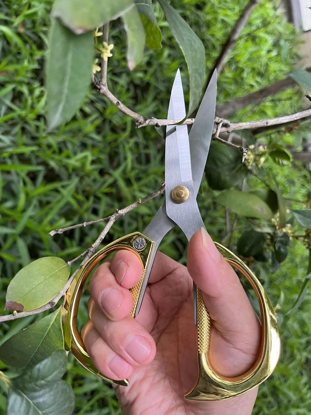 Horsvill Indoor Plant Shears and Garden Scissors, Houseplant Shears Made of Japan SK5 Stainless Steel, Flowers Herbs and Plant Cutters, Clippers, Trimmers, Loppers, Bonsai Plant Pruning Scissors