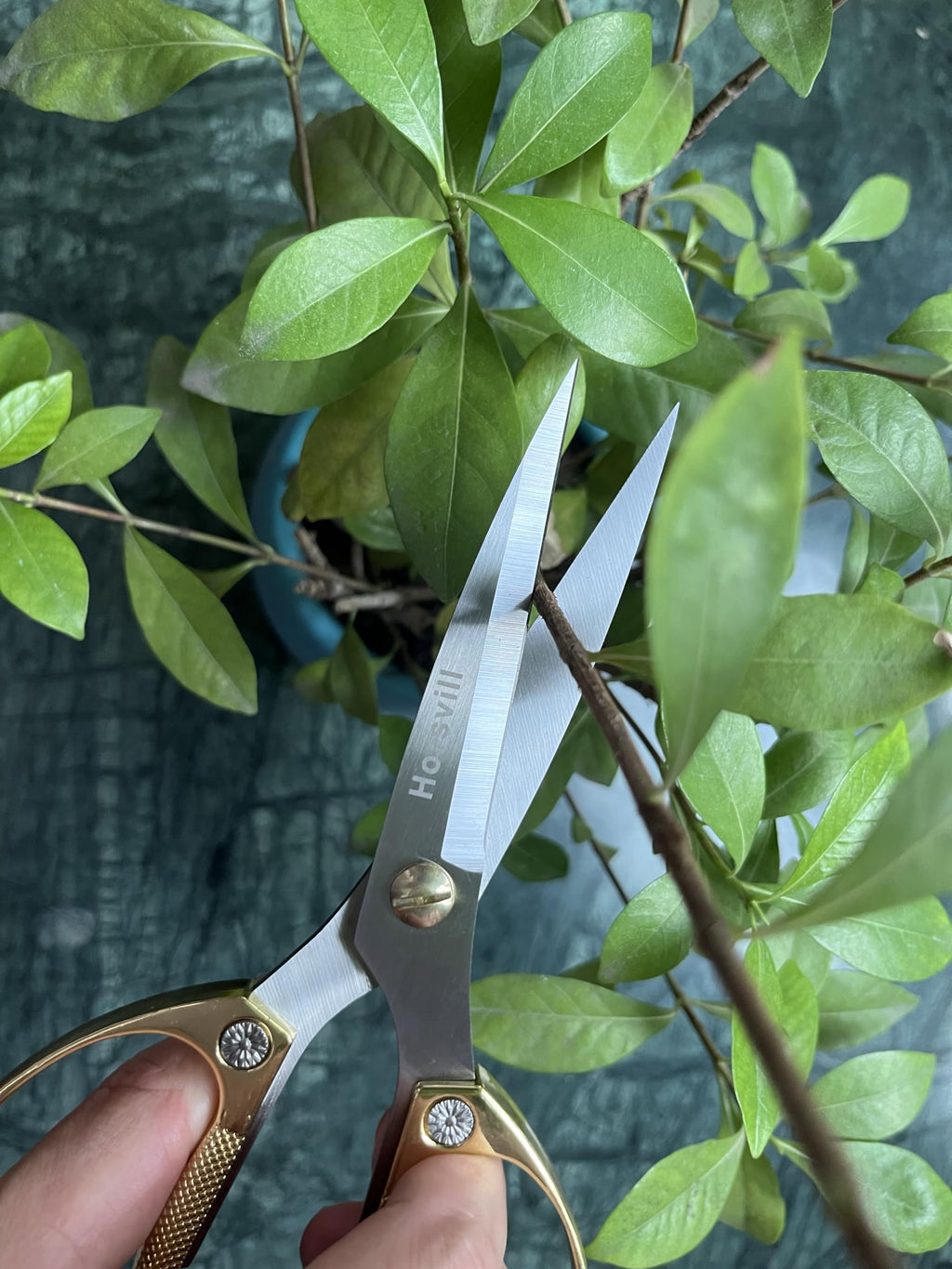 Horsvill Indoor Plant Shears and Garden Scissors, Houseplant Shears Made of Japan SK5 Stainless Steel, Flowers Herbs and Plant Cutters, Clippers, Trimmers, Loppers, Bonsai Plant Pruning Scissors
