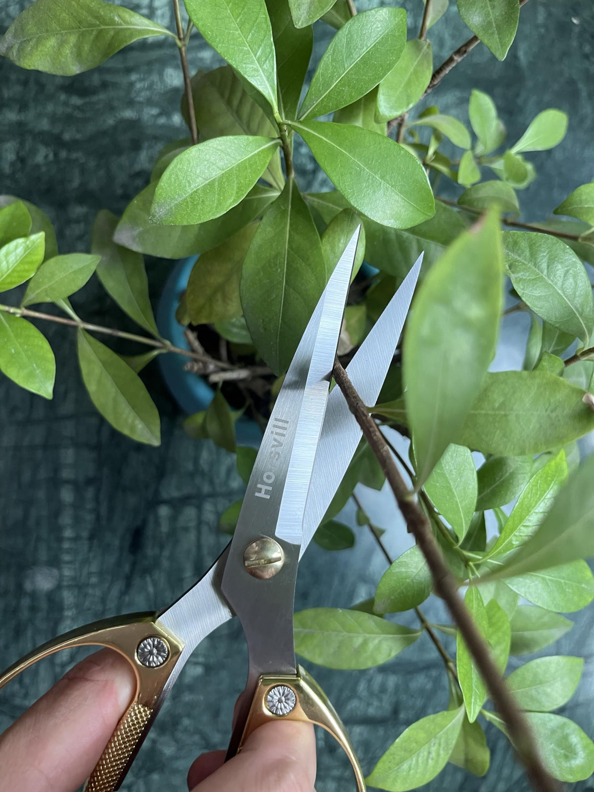 Horsvill Indoor Plant Shears and Garden Scissors, Houseplant Shears Made of Japan SK5 Stainless Steel, Flowers Herbs and Plant Cutters, Clippers, Trimmers, Loppers, Bonsai Plant Pruning Scissors