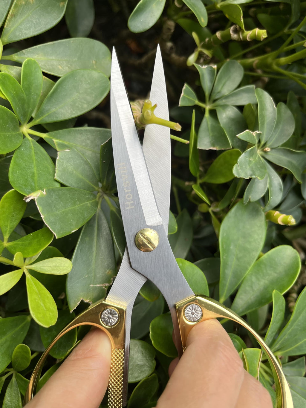 Horsvill Indoor Plant Shears and Garden Scissors, Houseplant Shears Made of Japan SK5 Stainless Steel, Flowers Herbs and Plant Cutters, Clippers, Trimmers, Loppers, Bonsai Plant Pruning Scissors